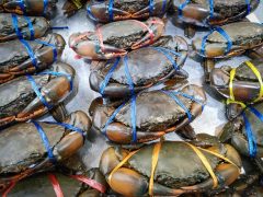 fresh-seafood-crab-for-cooked-food-at-restaurant-or-seafood-market-raw-crab-on-ice-mud-crab-free-photo