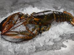 raw-whole-canadian-lobster-450g-close-up-on-ice